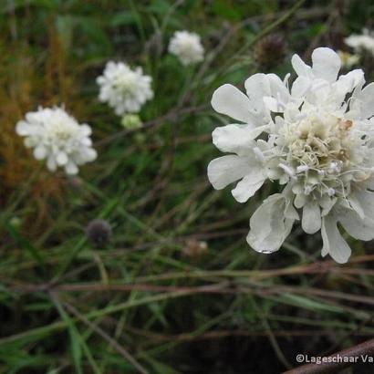 Scabiosa ochroleuca