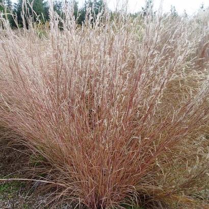 Schizachyrium scoparium