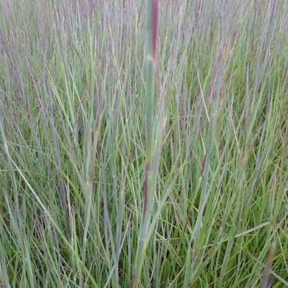 Schizachyrium sc. 'Prairie Blues'