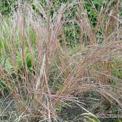 Schizachyrium scop. 'Wildwest'