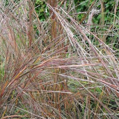 Schizachyrium scop. 'Wildwest'