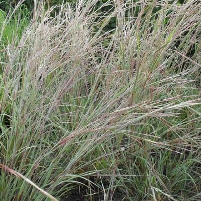 Schizachyrium scop. 'Wildwest'