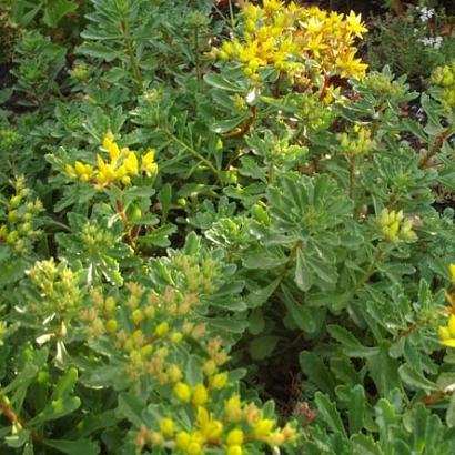 Sedum flor. 'Weihenstephaner Gold'