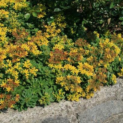 Sedum flor. 'Weihenstephaner Gold'