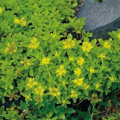 Sedum hybridum 'Immergrünchen'