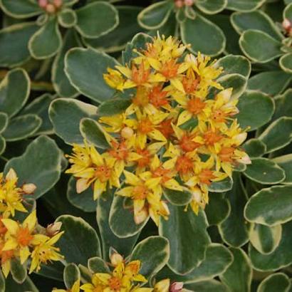 Sedum kamtsch. 'Variegatum'