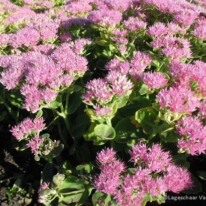 Sedum spectabile 'Brillant'