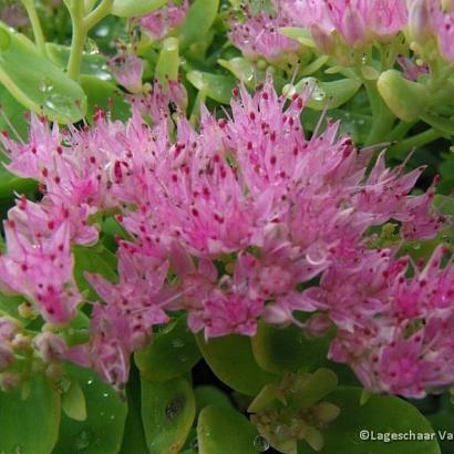 Sedum spectabile 'Brillant'