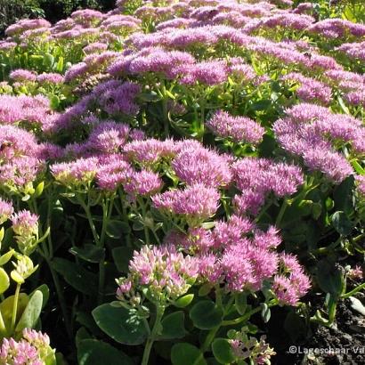 Sedum spectabile 'Brillant'