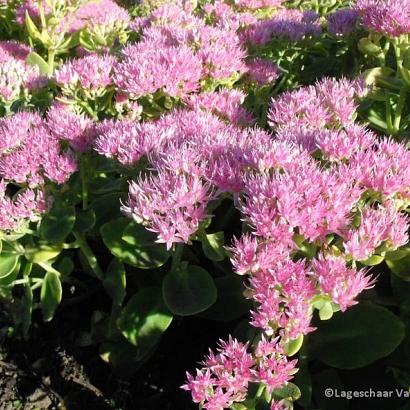 Sedum spectabile 'Brillant'