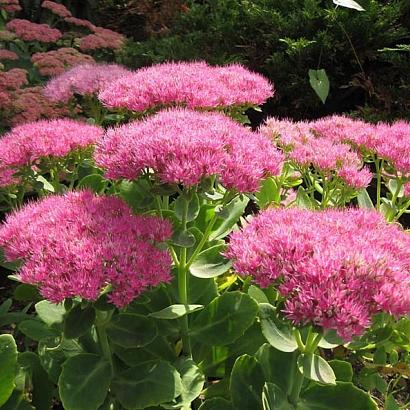 Sedum spectabile 'Rosenteller'