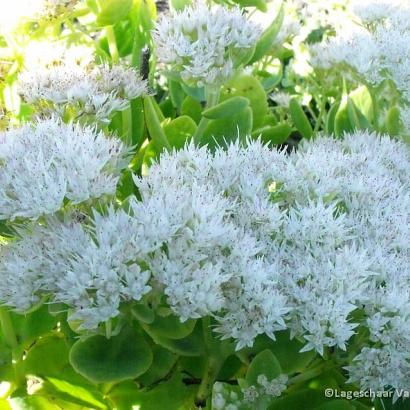 Sedum spectabile 'Stardust'