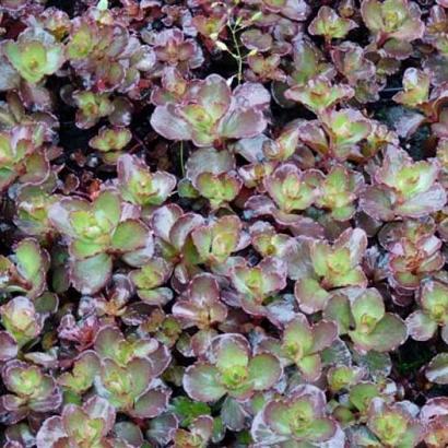 Sedum spurium 'Fuldaglut'