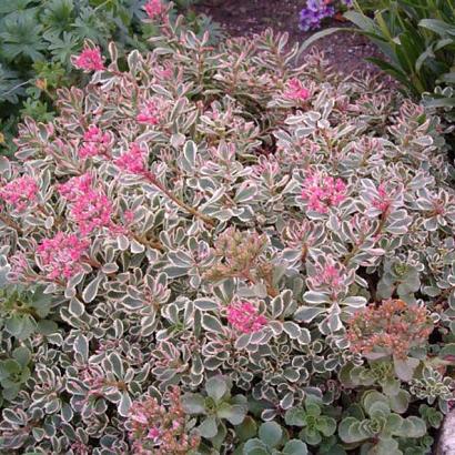 Sedum spurium 'Variegatum'