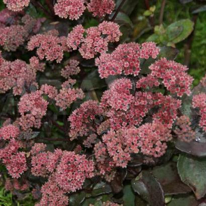 Sedum telephium 'Karfunkelstein'