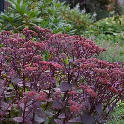 Sedum telephium 'Karfunkelstein'