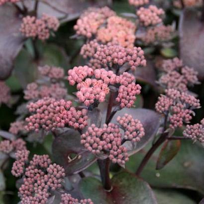 Sedum telephium 'Karfunkelstein'