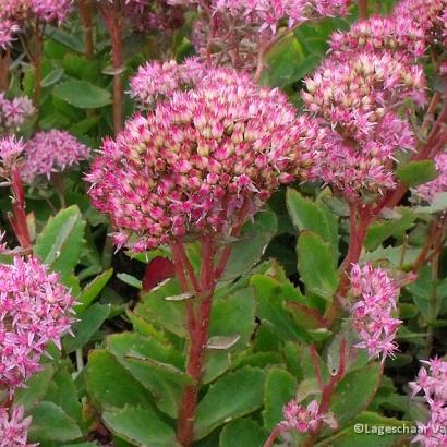 Sedum 'Carl'