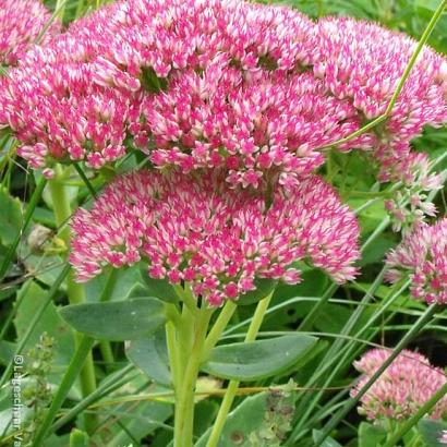 Sedum 'Herbstfreude'