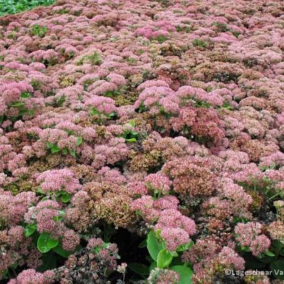 Sedum 'Herbstfreude'