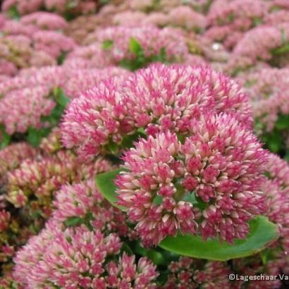 Sedum 'Herbstfreude'