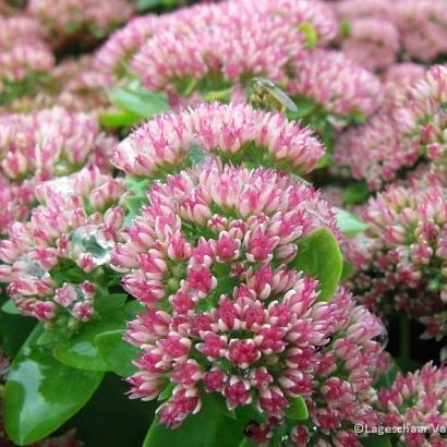 Sedum 'Herbstfreude'