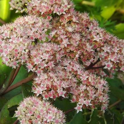 Sedum 'Joyce Henderson'