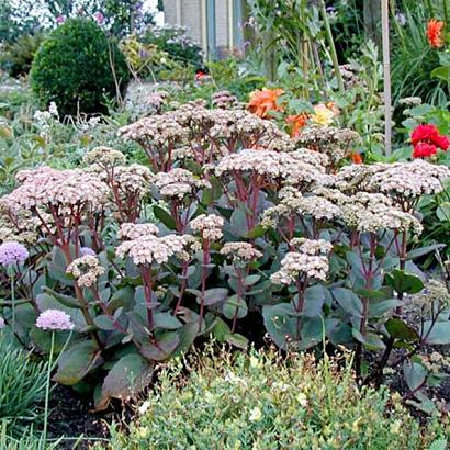 Sedum 'Joyce Henderson'