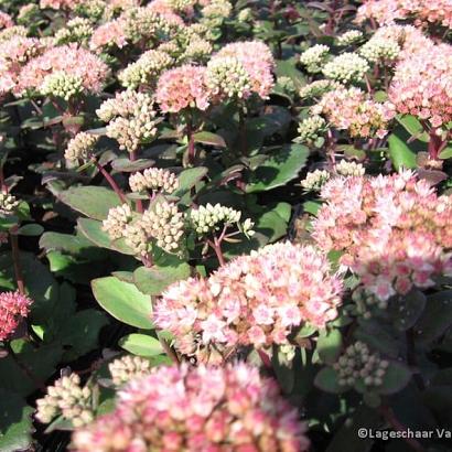 Sedum 'Matrona'