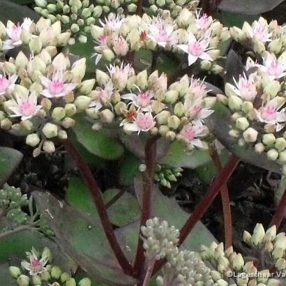 Sedum 'Matrona'