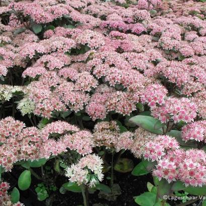 Sedum 'Matrona'