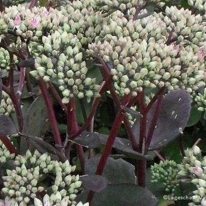 Sedum 'Matrona'