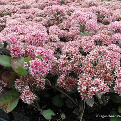 Sedum 'Matrona'