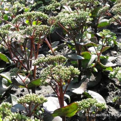 Sedum 'Matrona'