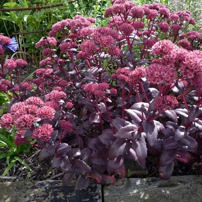 Sedum 'Purple Emperor'