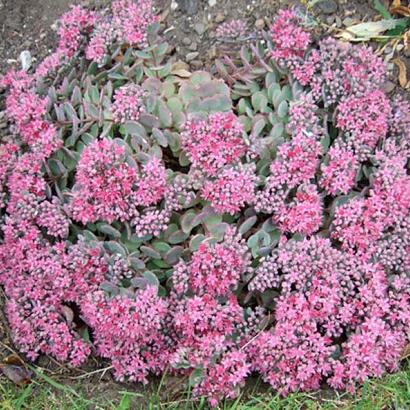 Sedum 'Robustum'