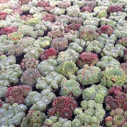 Sempervivum in cultivars