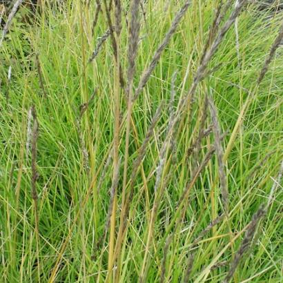 Sesleria autumnalis