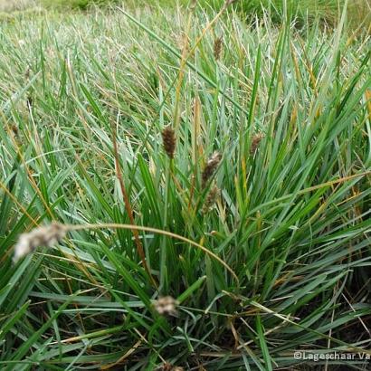 Sesleria caerulea