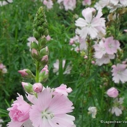 Sidalcea 'Elsie Heugh'