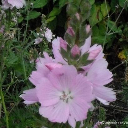 Sidalcea 'Elsie Heugh'