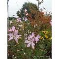 Sidalcea 'Rosaly'