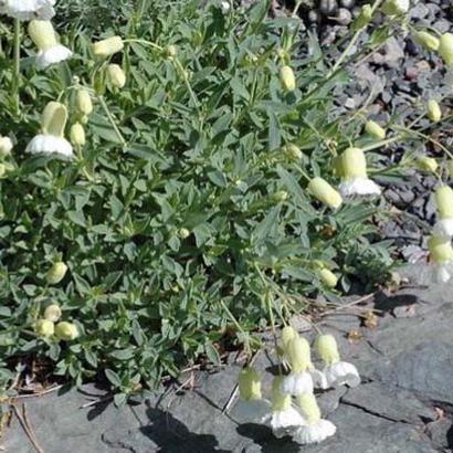 Silene u. 'Weisskehlchen'