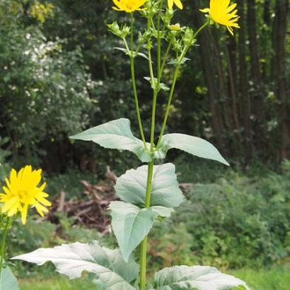 Silphium perfoliatum