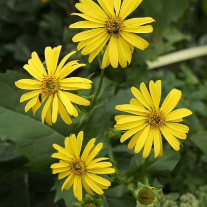 Silphium perfoliatum