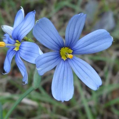 Sisyrinchium angustifolium