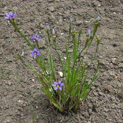 Sisyrinchium angustifolium