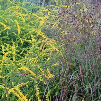 Solidago rugosa 'Fireworks'