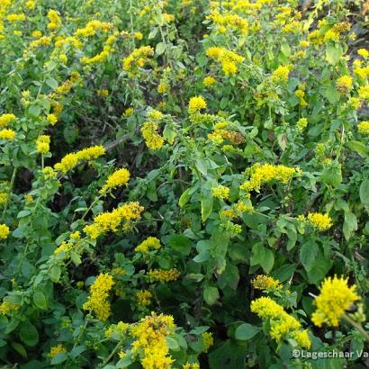 Solidago sphacelata 'Golden Fleece'