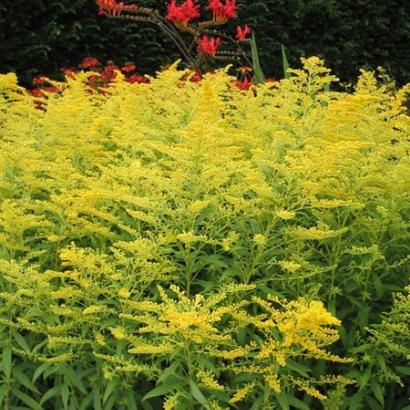 Solidago 'Golden Mosa'